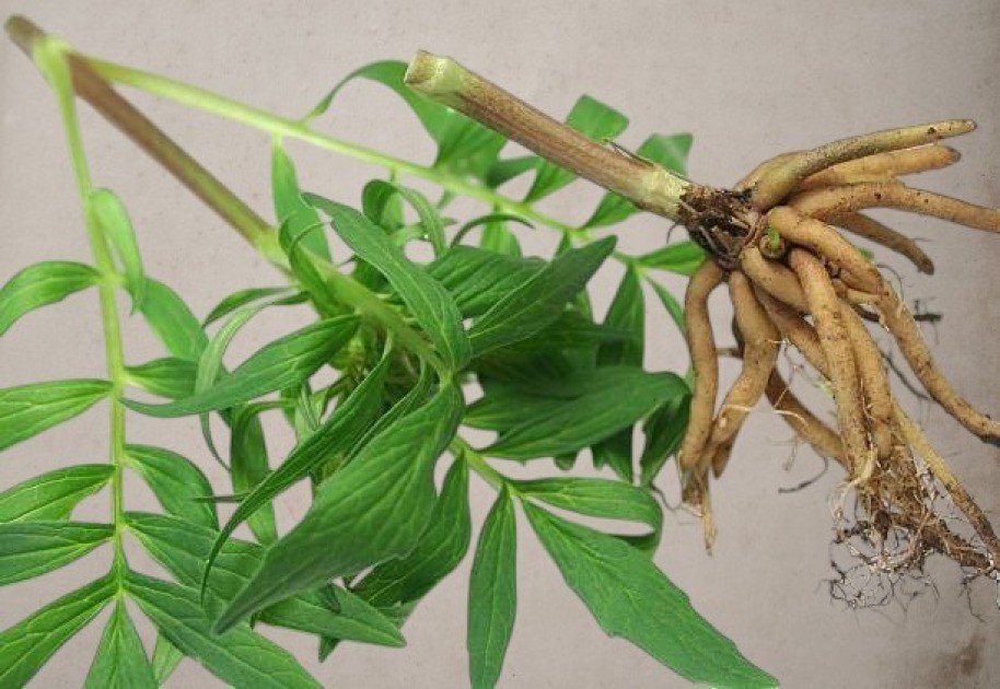Fresh ashwagandha roots and leaves arranged on a rustic wooden surface as herbal roots and leaves.