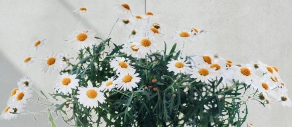 Close-up of blooming chamomile flowers with soft white petals and golden centers under natural light.