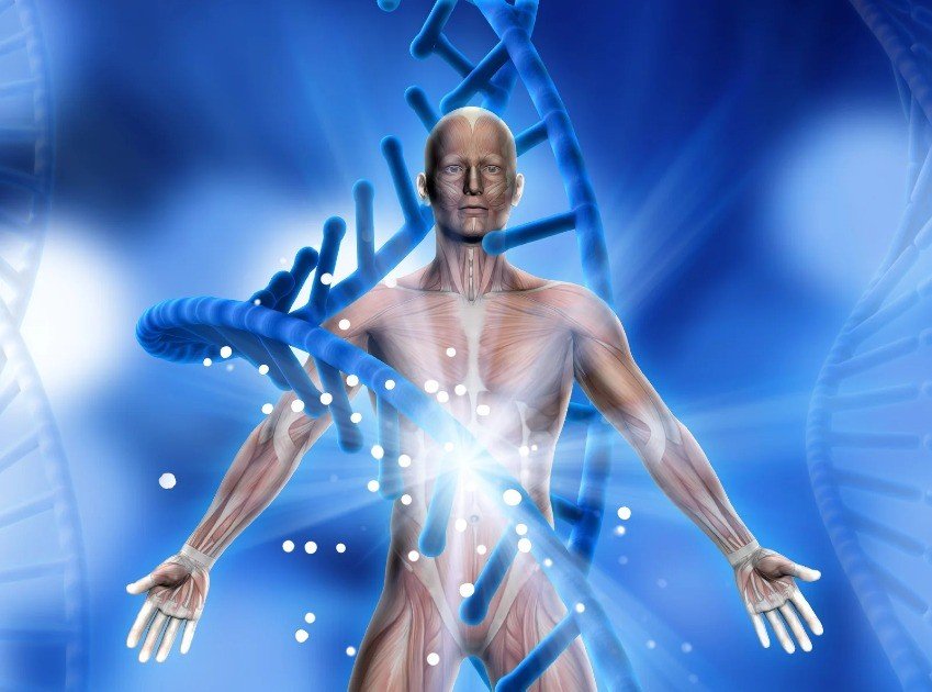 Healthy gut lining and immune cells interaction boosting overall wellness