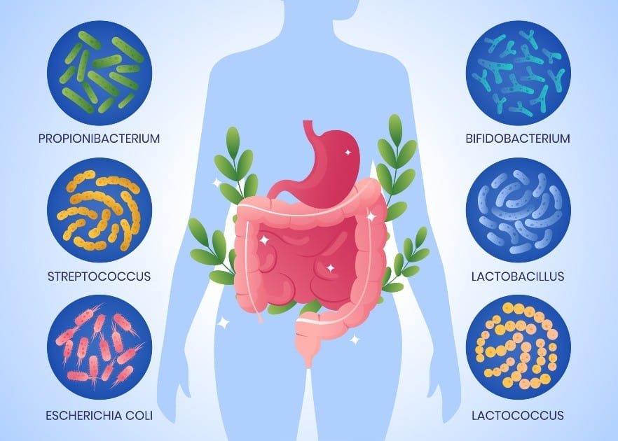 Diverse gut microbiome illustration symbolizing health and longevity.