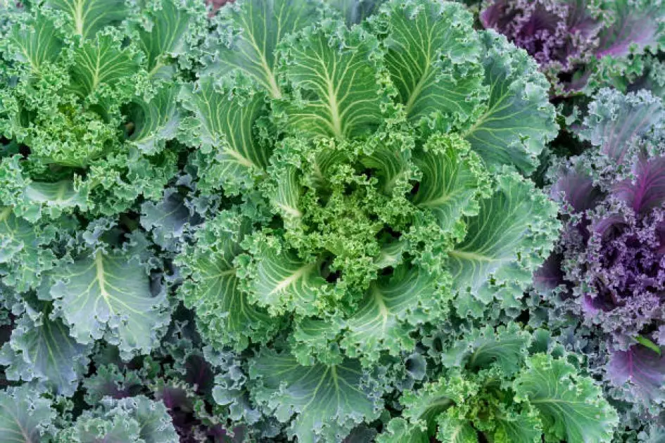 Leafy greens like spinach and kale, packed with essential nutrients and vitamins.
