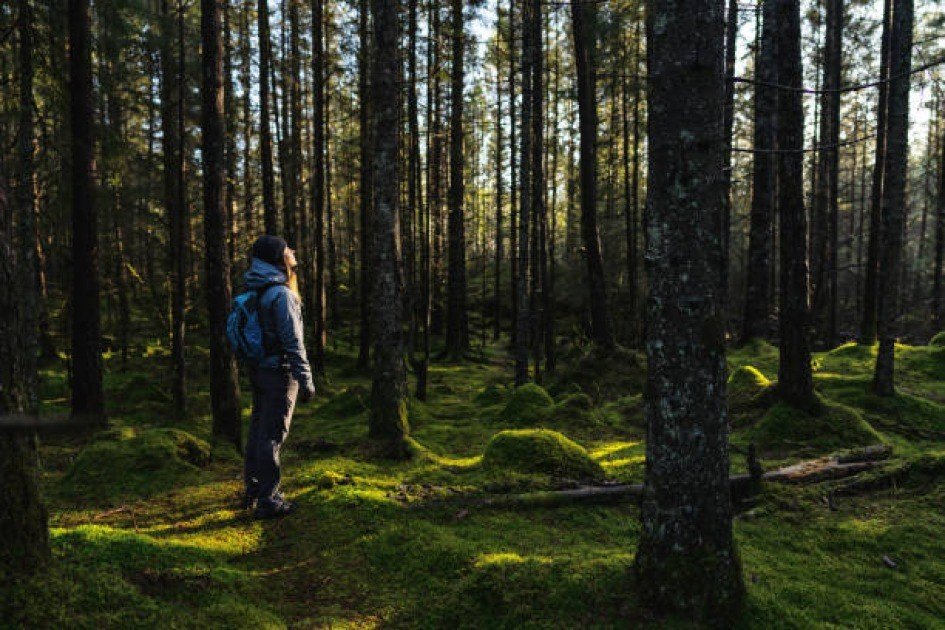 A person standing at the edge of a shadowy forest, facing a soft golden light ahead, symbolizing hope and recovery from depression.