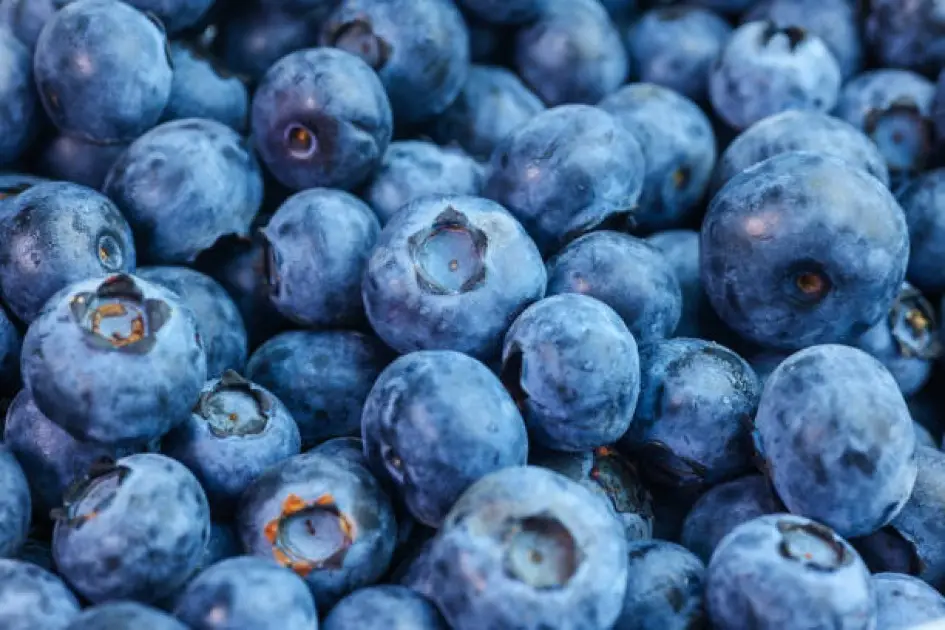 Fresh blueberries bursting with vibrant color, symbolizing natural antioxidant strength.