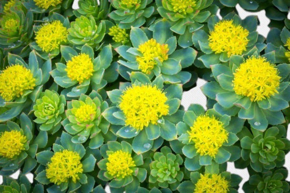 Close-up of Rhodiola Rosea, a golden flowering herb known for its adaptogenic properties.