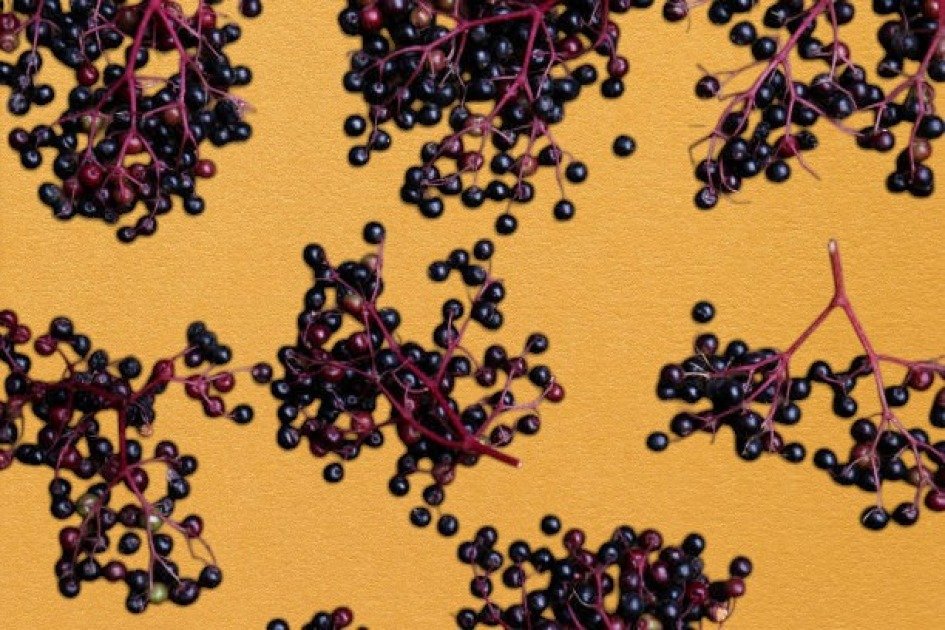 Fresh elderberries on a rustic wooden table, symbolizing natural immune support.