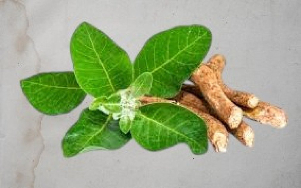 Bottles of herbal adaptogen supplements arranged with ashwagandha roots and green leaves on a neutral background.