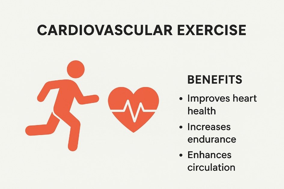 Scientific explanation of cardiovascular exercise and its benefits on heart health and endurance