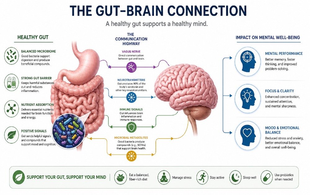 Illustration showing the gut-brain connection and how digestive health influences mental performance, focus, and cognitive function.
